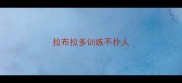 拉布拉多训练不扑人