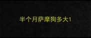 半个月萨摩狗多大