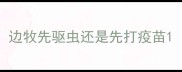 边牧先驱虫还是先打疫苗