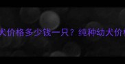 北京上海哈士奇幼犬价格多少钱一只纯种幼犬价格区间及选购指南