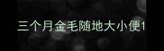 三个月金毛随地大小便