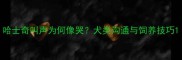 哈士奇叫声为何像哭犬类沟通与饲养技巧