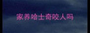 家养哈士奇咬人吗