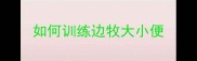 如何训练边牧大小便