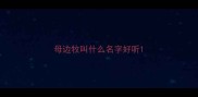 母边牧叫什么名字好听