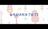 金毛幼犬吃多了吐了