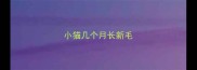小猫几个月长新毛