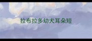 拉布拉多幼犬耳朵短