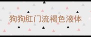 狗狗肛门流褐色液体