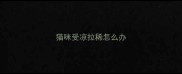猫咪受凉拉稀怎么办