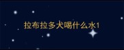 拉布拉多犬喝什么水
