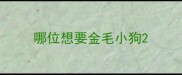哪位想要金毛小狗