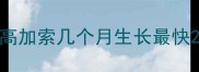 高加索几个月生长最快