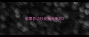家里养边牧还是金毛好