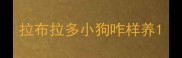 拉布拉多小狗咋样养
