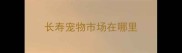 长寿宠物市场在哪里