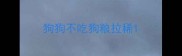狗狗不吃狗粮拉稀