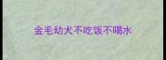 金毛幼犬不吃饭不喝水