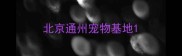 北京通州宠物基地