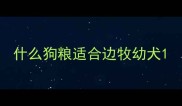 什么狗粮适合边牧幼犬