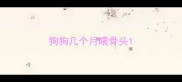 狗狗几个月喂骨头