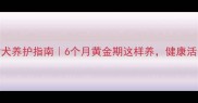 哈士奇幼犬养护指南6个月黄金期这样养健康活泼不拆家