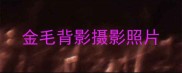 金毛背影摄影照片