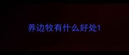 养边牧有什么好处