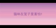 猫咪在笼子里害怕