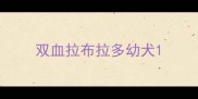 双血拉布拉多幼犬