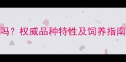 银狐犬是宠物狗吗权威品种特性及饲养指南附选购建议