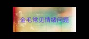 金毛常见情绪问题