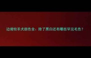 边境牧羊犬颜色全除了黑白还有哪些罕见毛色