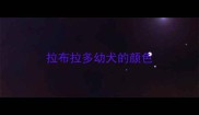拉布拉多幼犬的颜色