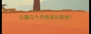 公猫几个月绝育比较好