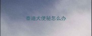 泰迪犬便秘怎么办