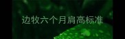 边牧六个月肩高标准