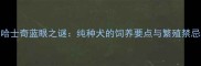 哈士奇蓝眼之谜纯种犬的饲养要点与繁殖禁忌