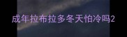 成年拉布拉多冬天怕冷吗