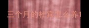 三个月的杜宾怎么养