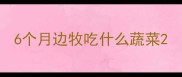 6个月边牧吃什么蔬菜