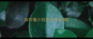 如何看小拉布拉多品相