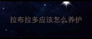 拉布拉多应该怎么养护