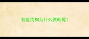 有些狗狗为什么要断尾
