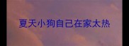夏天小狗自己在家太热