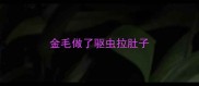 金毛做了驱虫拉肚子
