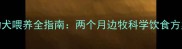 边境牧羊犬幼犬喂养全指南两个月边牧科学饮食方案与养护要点