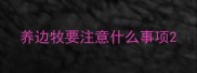 养边牧要注意什么事项