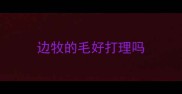 边牧的毛好打理吗