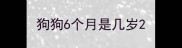狗狗6个月是几岁